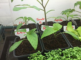 Pflanzenanzuchtstation selber bauen Chili und Paprika und Tomate