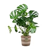 Monstera Deliciosa online kaufen - mit Jutekorb-Topf