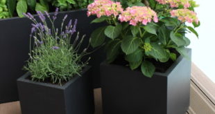 Pflanzen auf dem Balkon: Ideale Bedingungen schaffen