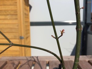 Ahorn Bonsai treibst aus (Acer)