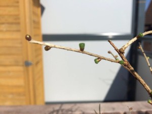 Lärchen Bonsai treibt aus (Larix)