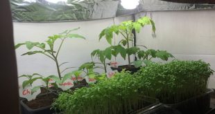 Pflanzenanzuchtstation selber bauen