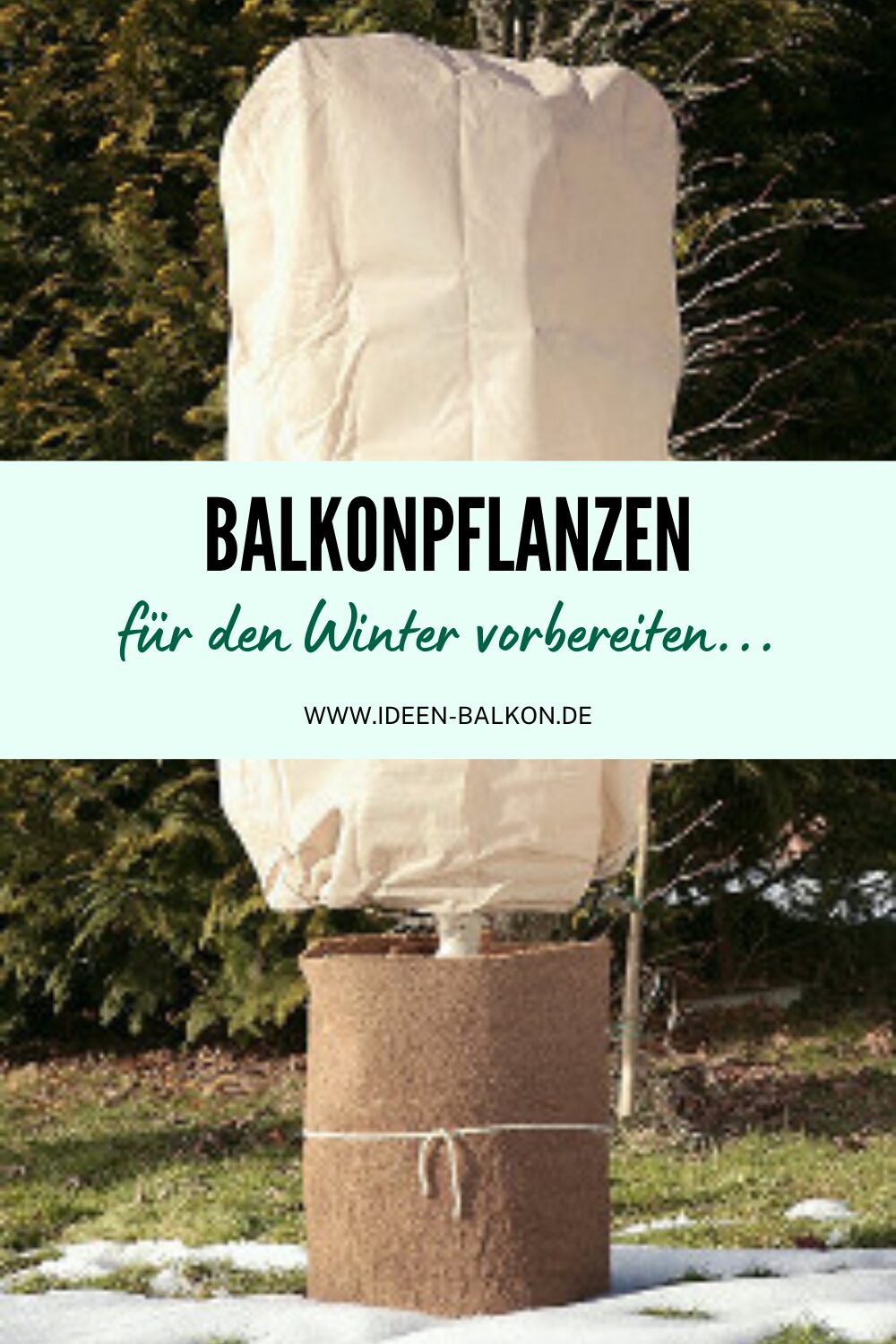 Balkonpflanzen winterfest machen Pflanzen richtig überwintern