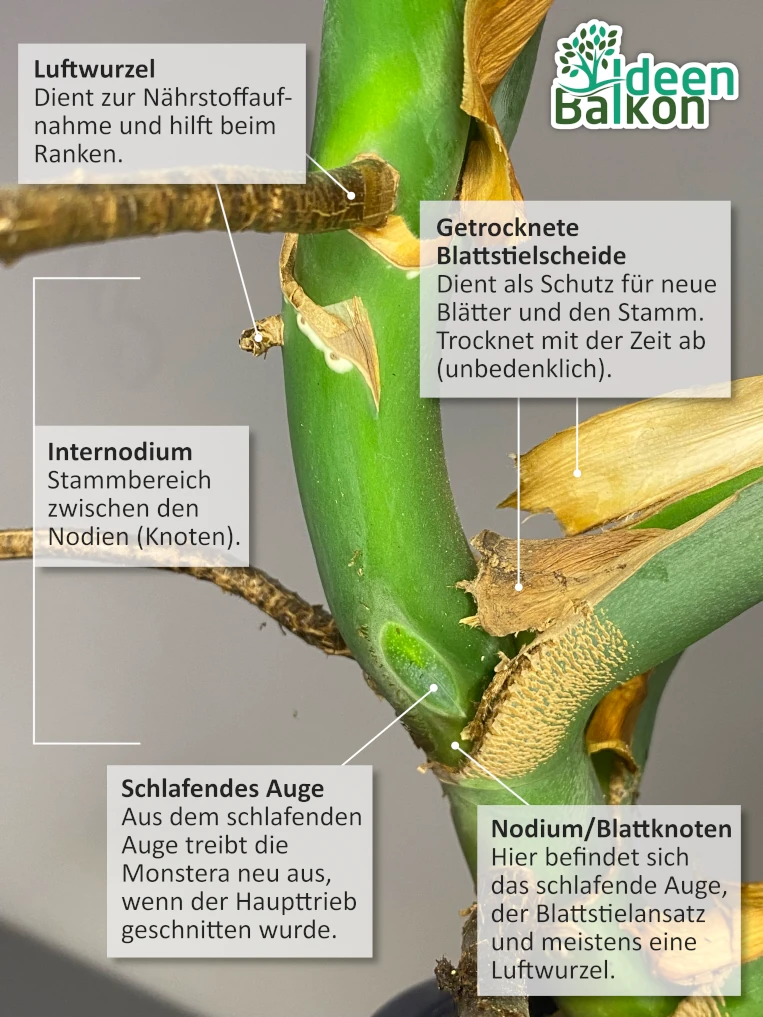 Infografik Monstera Morphologie - Pflanzenaufbau - Luftwurzel - schlafendes Auge - Nodium - Internodium