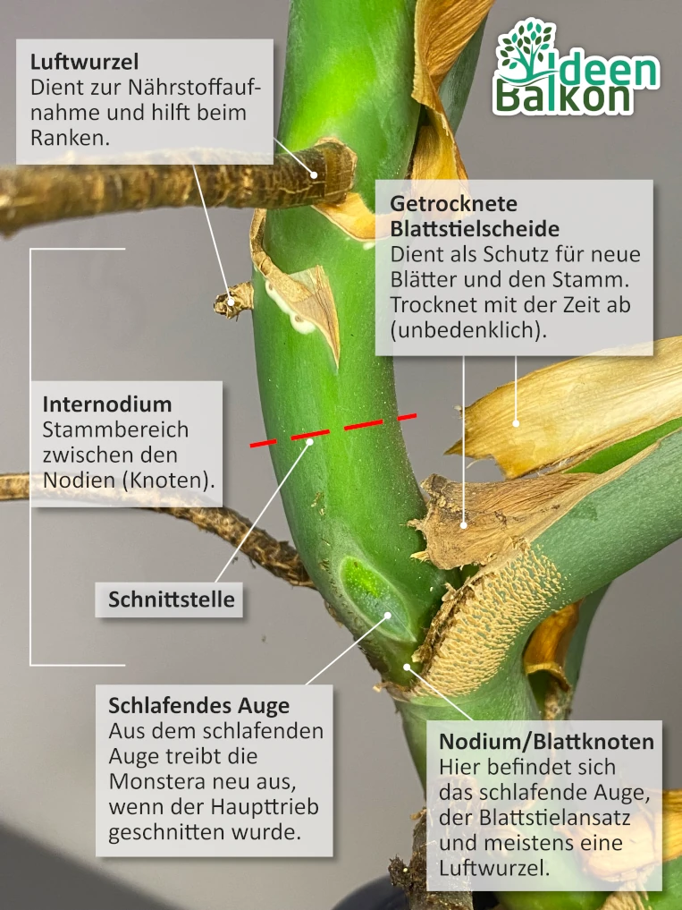 Monstera Ableger Infografik Morphologie - Pflanzenaufbau - Luftwurzel - schlafendes Auge - Nodium - Internodium