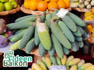 Monstera Frucht auf Markt in Madeira Auslage