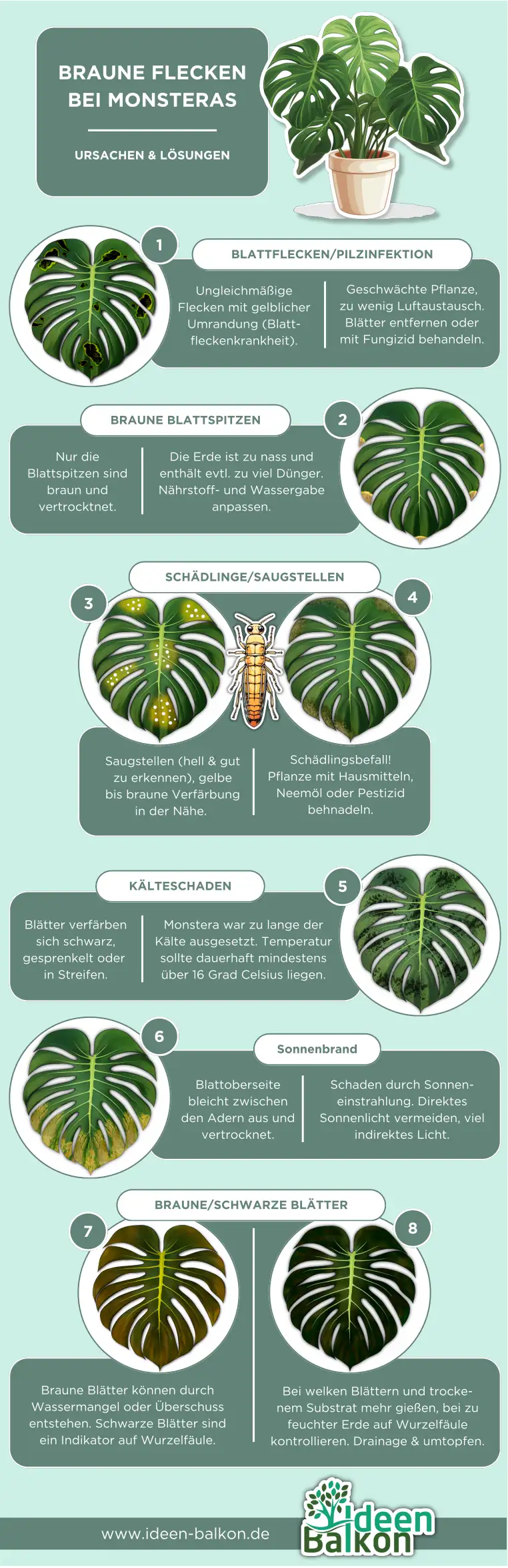 monstera braune flecken infografik blattfleckenkrankheit braune spitzen, thripse schädlinge, kälteschaden, sonnenbrand