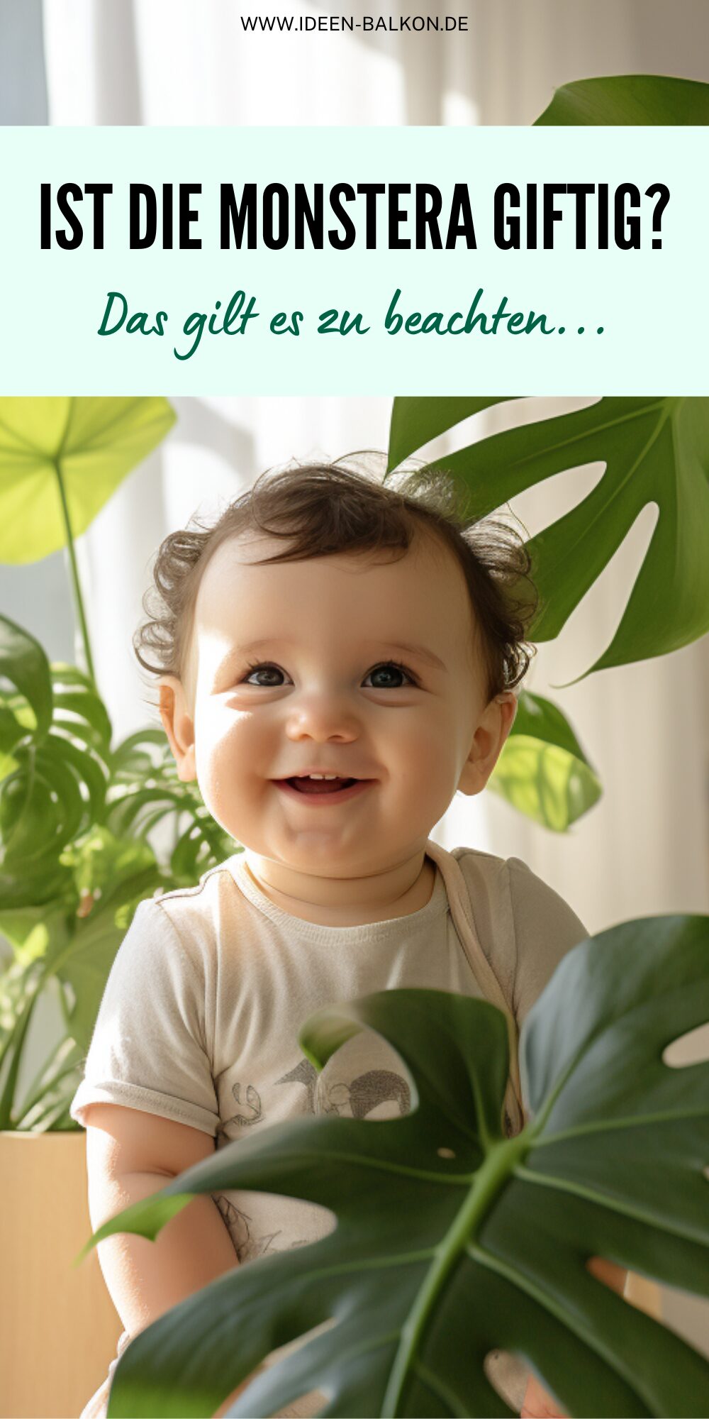 Ist Die Monstera Deliciosa Giftig Fr Menschen Und Tiere?