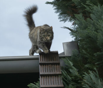 Katze auf Katzenleiter